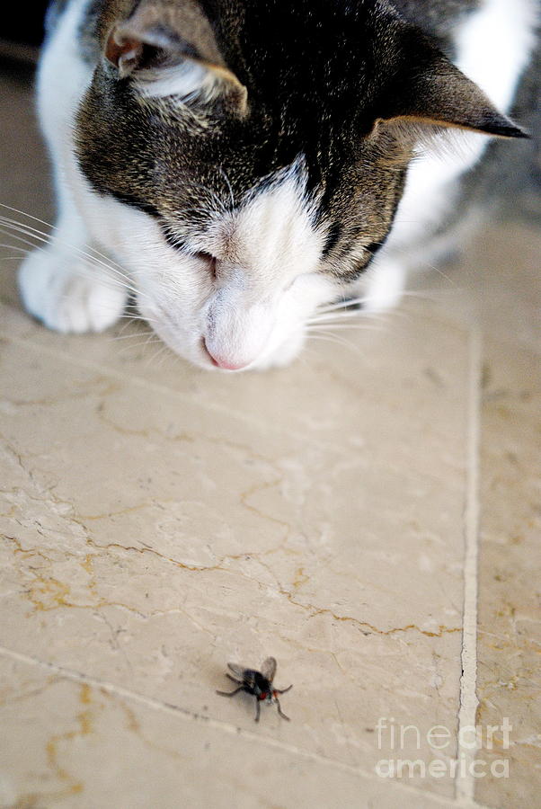 Cat hunting the fly Photograph by Sami Sarkis Photography