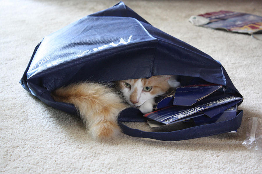 Cat in a Bag Photograph by Rachel Bochnia