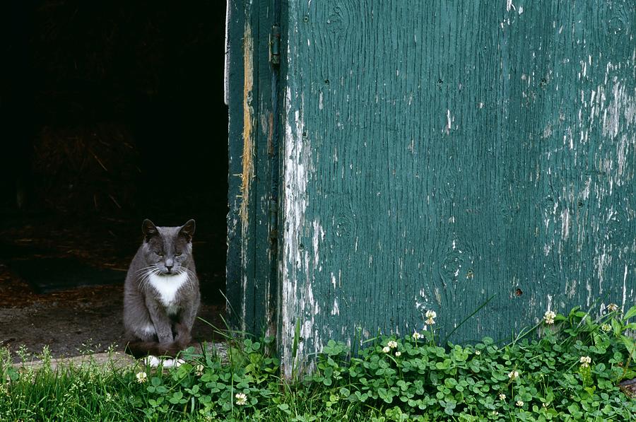 Cat In A Doorway Photograph