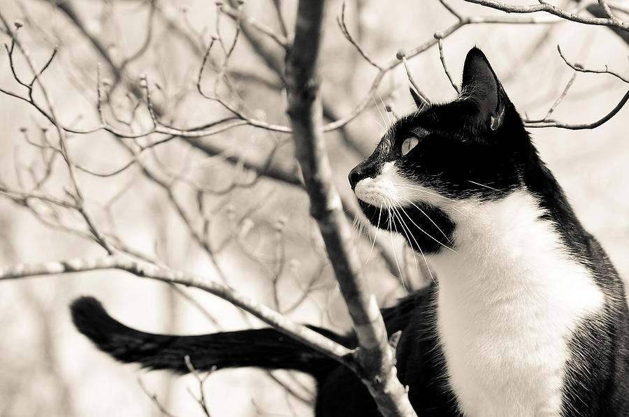Cat in a Tree in Black and White Photograph by Lori Coleman