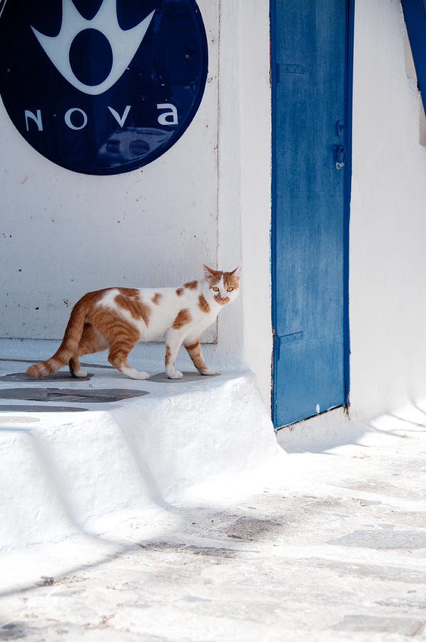 Cat in Mykonos Photograph by Laura Melis