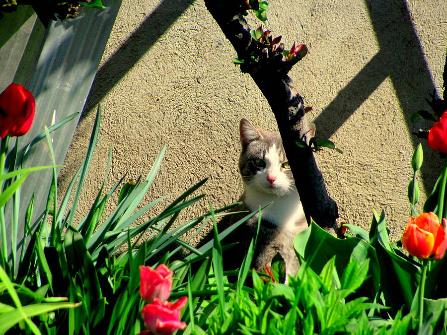 Cat Photograph - Cat in the Garden by Amy Bradley