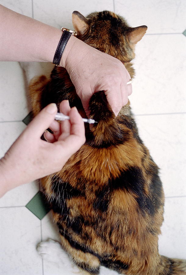 Insulin Injection Cat | lupon.gov.ph