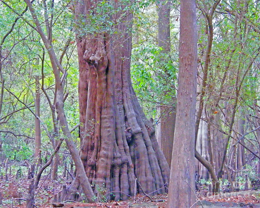 Cat Island NWR  Giant Bald Cypress Photograph by Lizi Beard-Ward