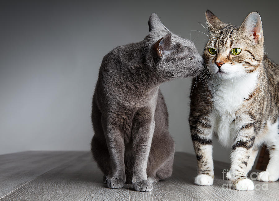 Cat Kiss Photograph