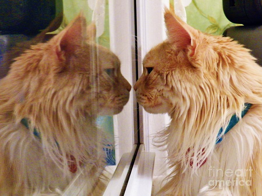 Cat Kiss Symmetry Photograph by Judy Via-Wolff