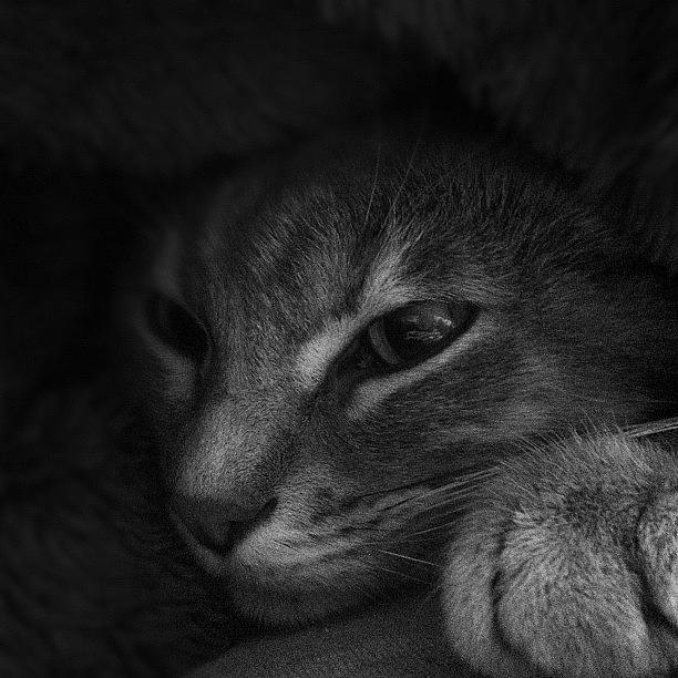 Cat Photograph - #cat #kitten #lost #found #cute #cuddle by Samantha Huynh