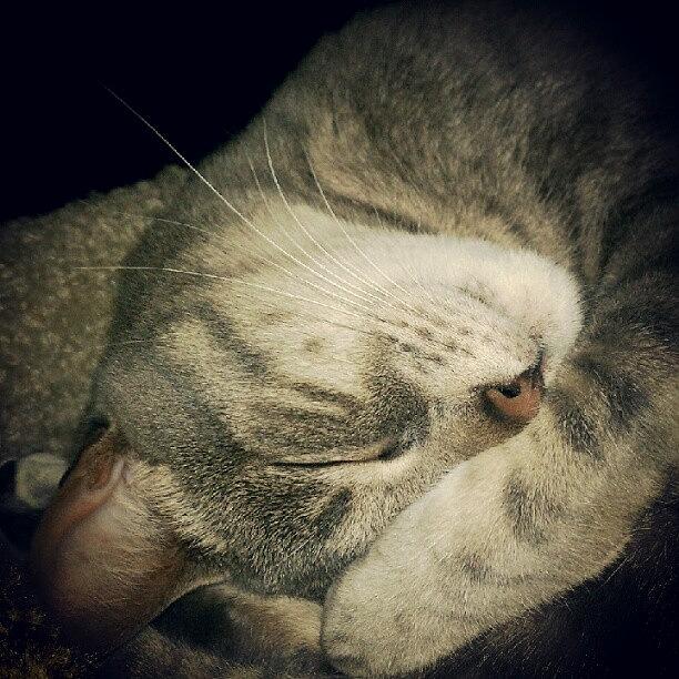 Cat Photograph - #cat #kitty #cute #sleep #dream by Arayon Shaw