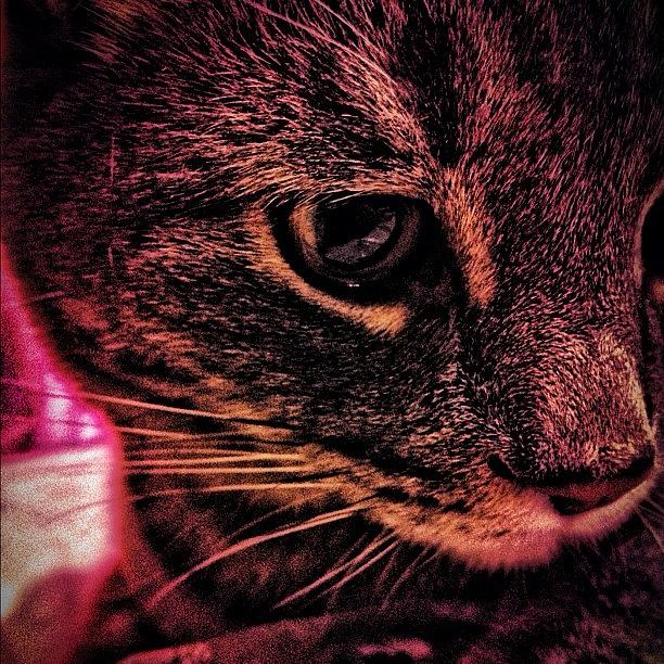Cat Photograph - #cat #kitty #hdr #catsofinstagram by Katrina A
