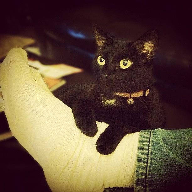 Cat Photograph - #cat #kitty #kitten #black #purr #lazy by Joshua Wilson