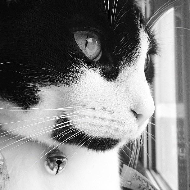 Cat Photograph - Cat looking out window by Rachel Williams Cat Photograph - Cat looking out window by Rachel Williams