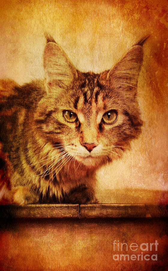 Cat Looking Sinister Photograph by Jill Battaglia