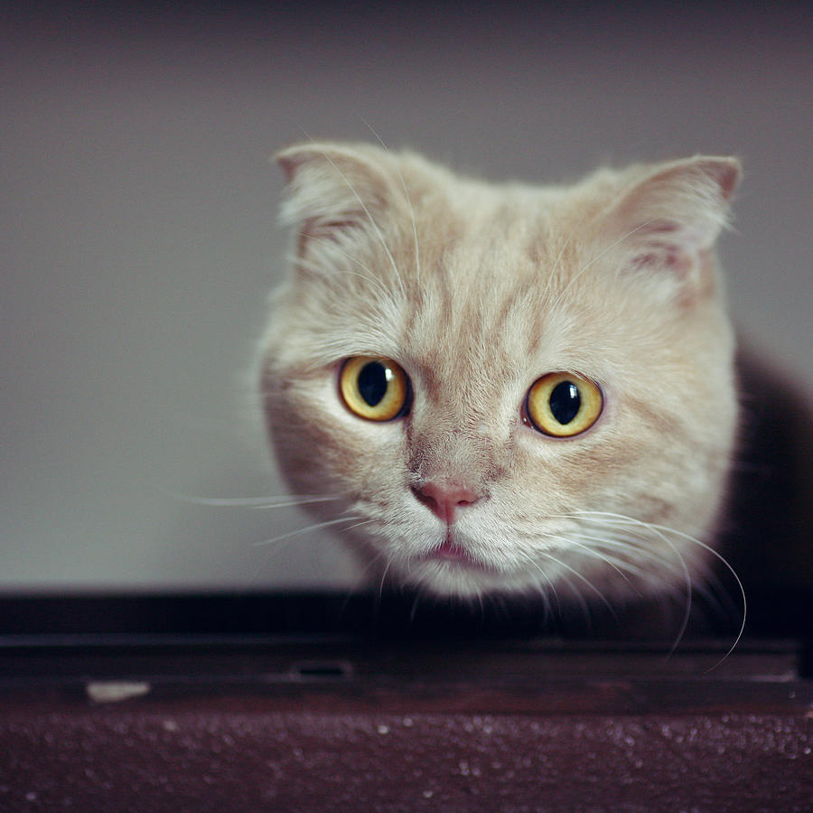 Cat Making Eye Contact Photograph by LeoCH Studio