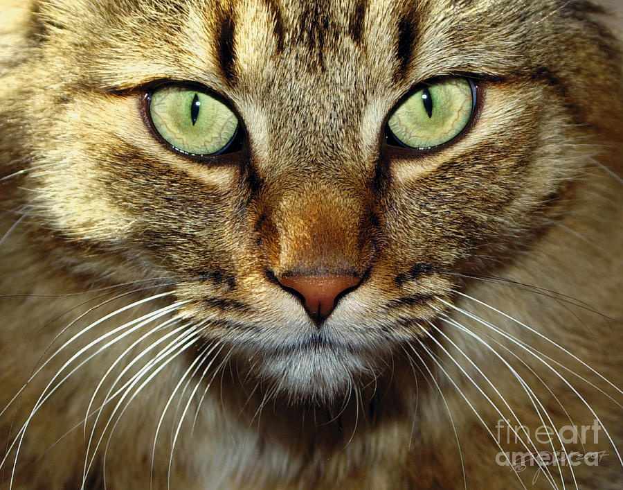 Cat named Hooch Photograph by Joanne West