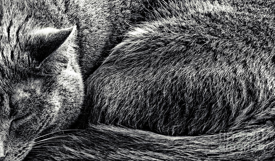 Cat Nap Photograph by Karen Lewis