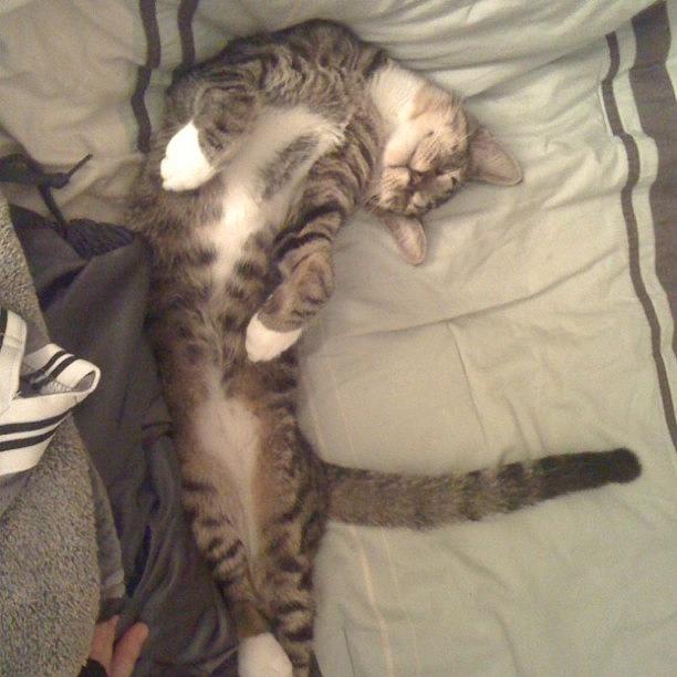 Cute Photograph - Cat-nap! #kitty #kitten #belly by Emily W