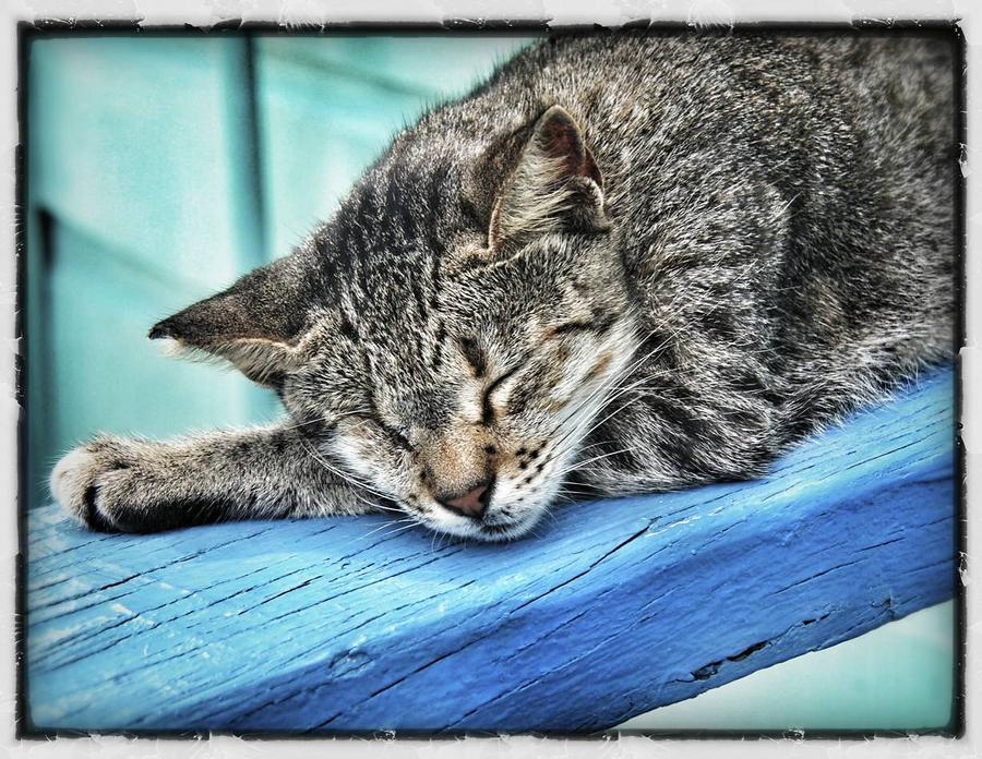 Cat Napping Photograph by Daniel Klooster - Fine Art America