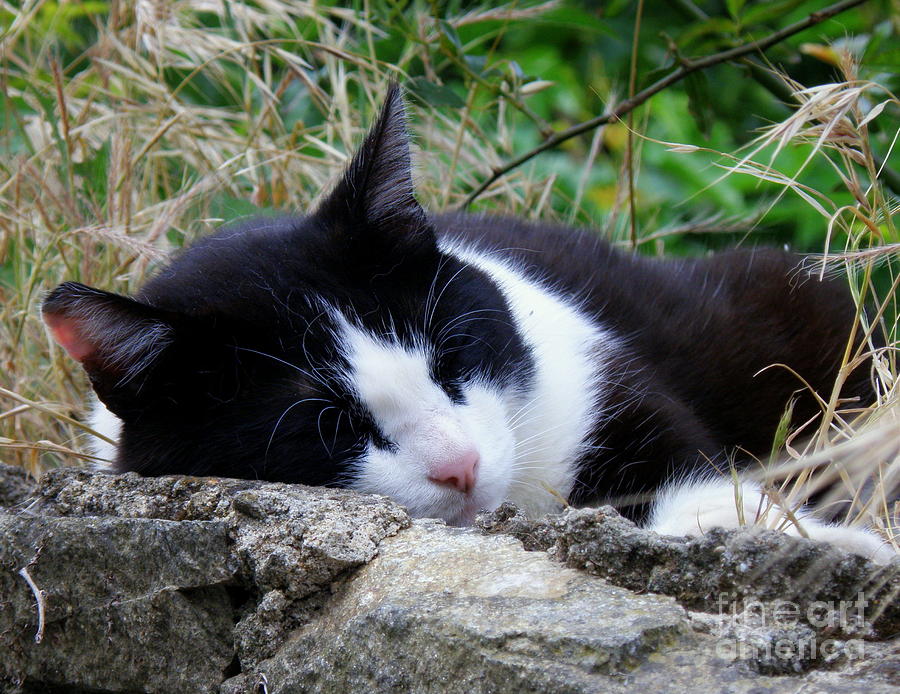 Cat Napping Photograph by Lainie Wrightson
