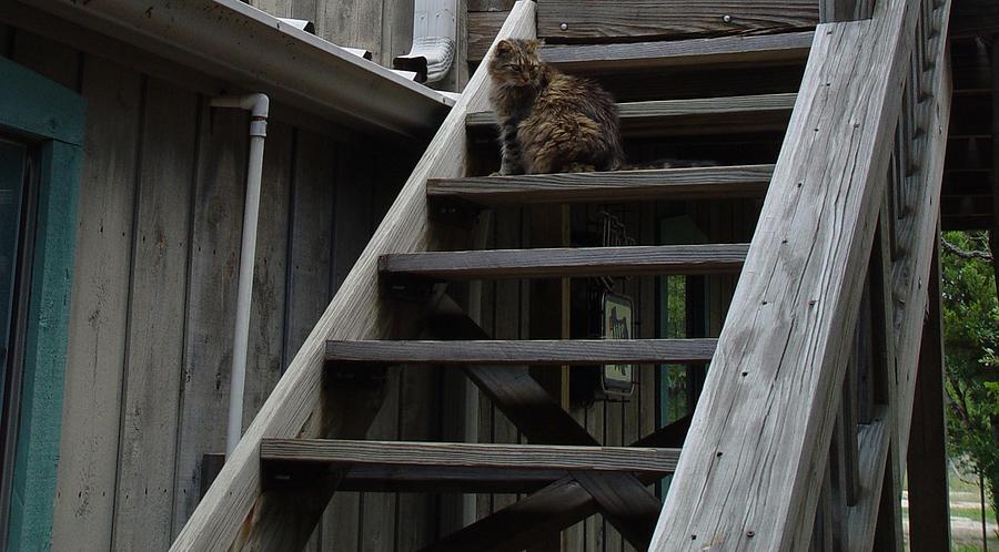 Up Movie Photograph - Cat Near a Hot Tin Roof by Elizabeth Sullivan