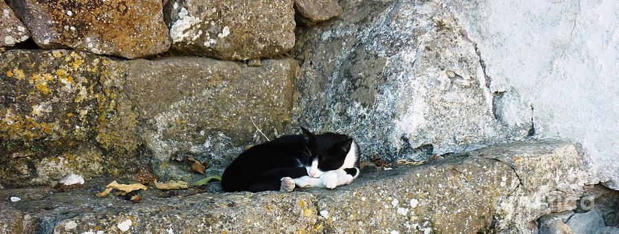 Cat of Greece Photograph by Therese Alcorn