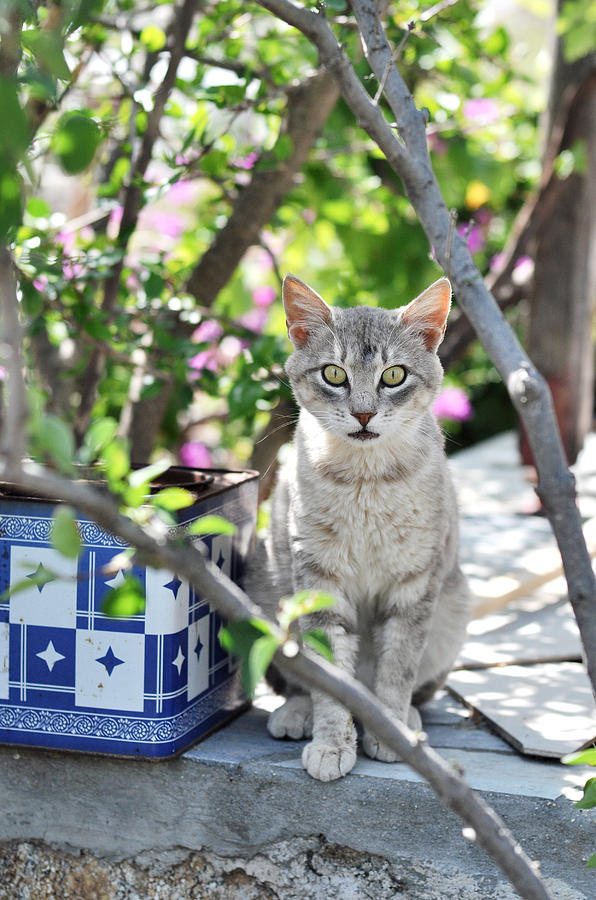 Cat of Mykonos Photograph by Laura Melis