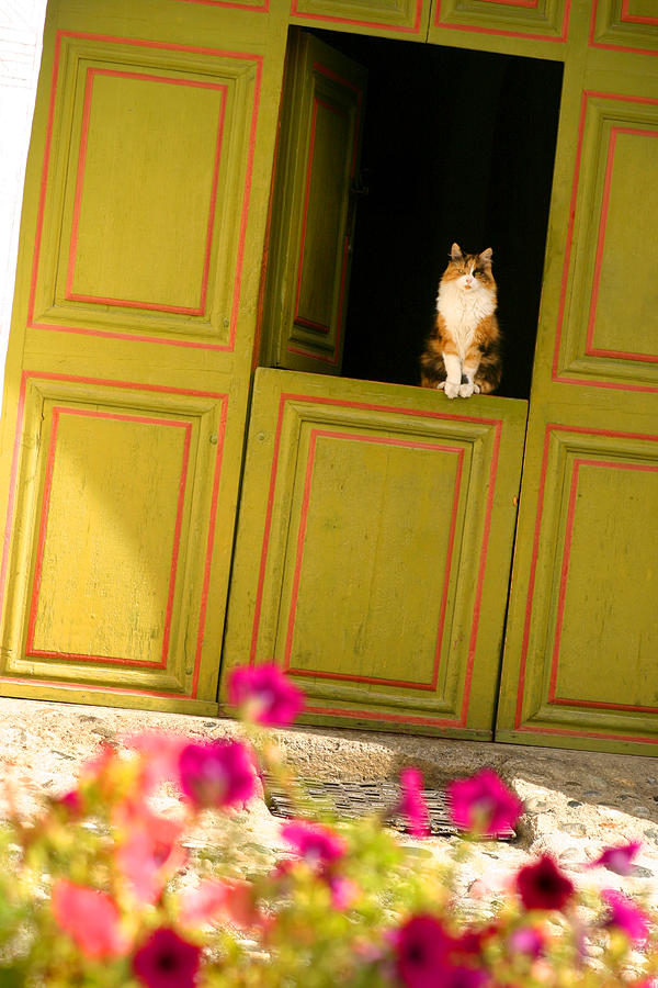 Cat on a dutch door Photograph by Emanuel Tanjala