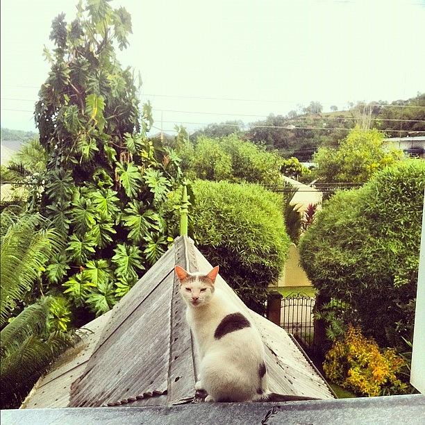 Cat Photograph - Cat On A Hot Tin Roof by James Roberts