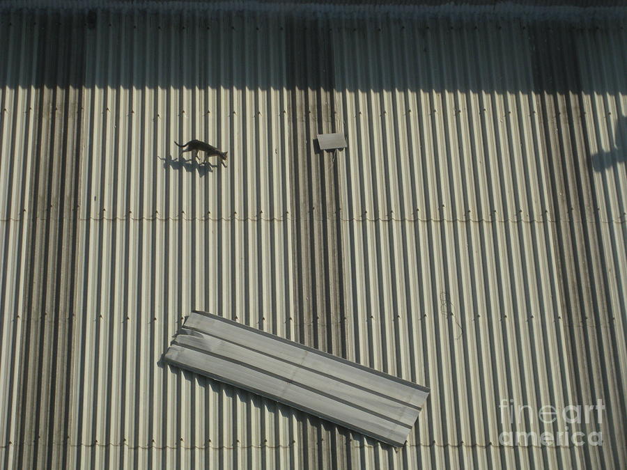 cat oa hot tin roof cat oa hot tin roof