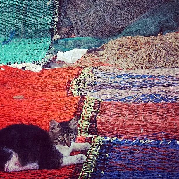 Cat Photograph - #cat #on #fishing #net by Aviad Rozenberg