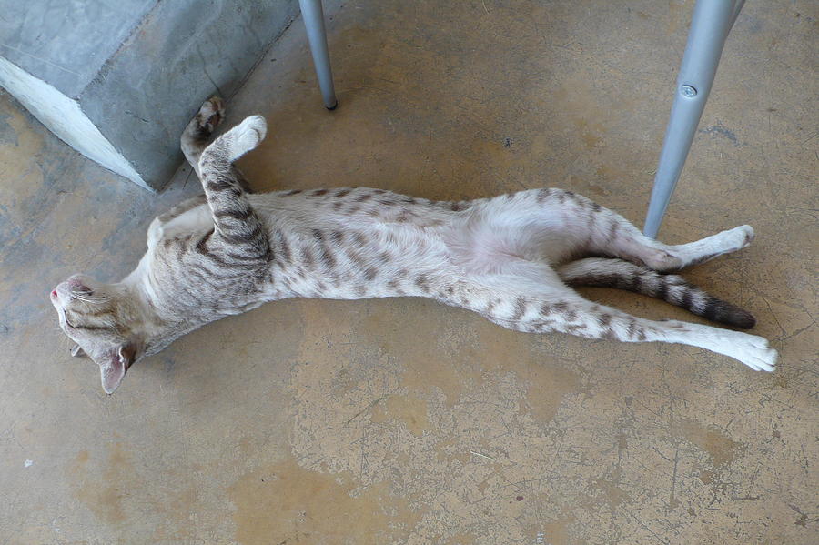 Cat On Its Back Photograph By Gregory Smith