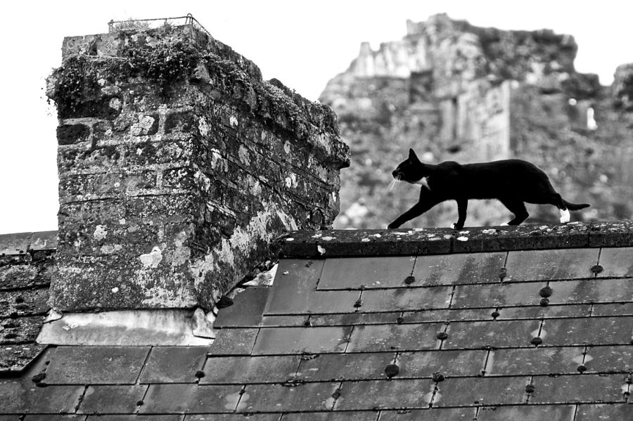 Cat on Slate Roof Photograph by Leslie Lovell