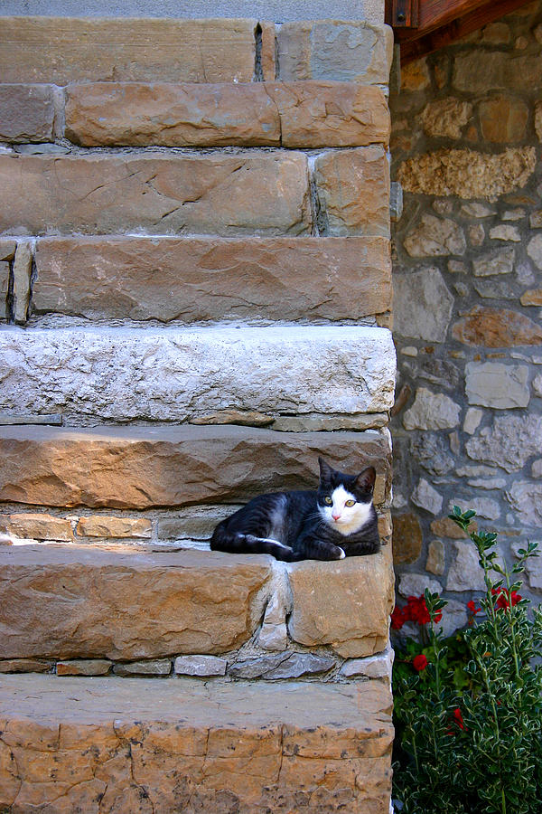 Cat on stairs Photograph by Emanuel Tanjala