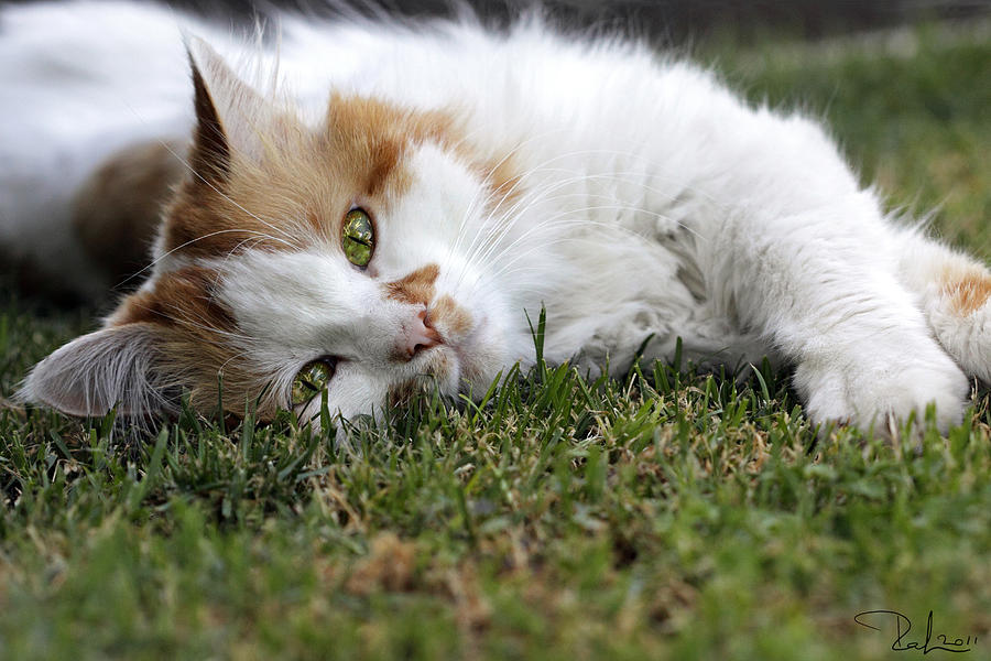 Cat on the grass Photograph by Raffaella Lunelli