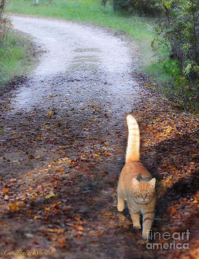 Cat On The Road Again Photograph by Constance Woods