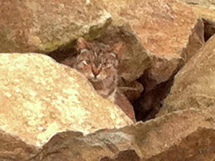 Cat On The Rocks Photograph by Alison Stein