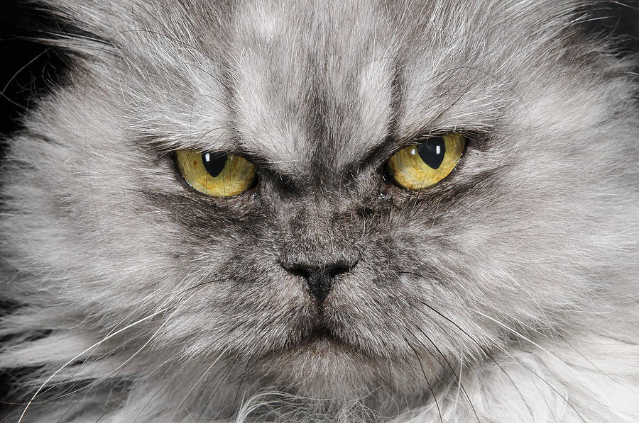 Cat Portrait Photograph by Nisian Hughes