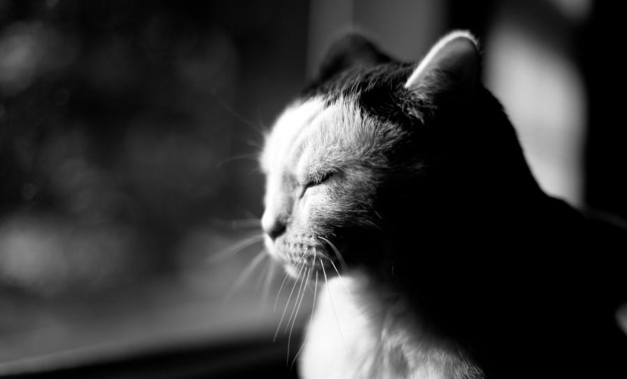 Cat portrait Photograph by Sumit Mehndiratta