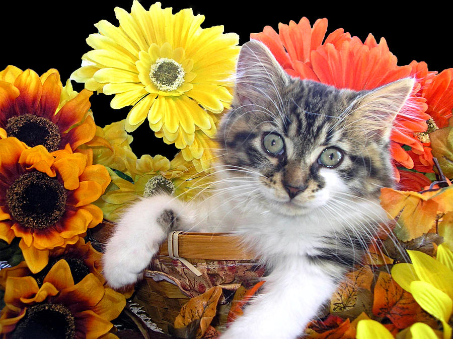 Thanksgiving Photograph - Cat Power - Sassy Kitten Hanging Out While Staring At Me - Thanksgiving Kitty - Falltime Flowers by Chantal PhotoPix
