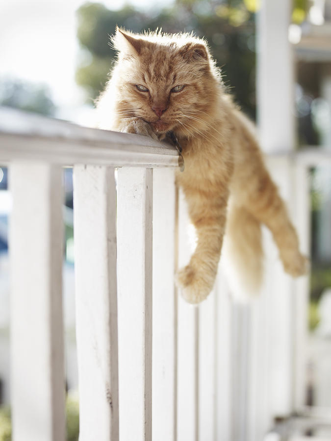Animal Photograph - Cat Resting On Porch Railing by Matt Carr