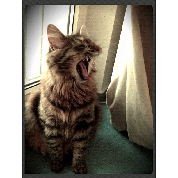 Cat Photograph - #cat #screaming by Silke Heyer