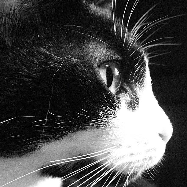 Cat Photograph - Cat side view by Rachel Williams