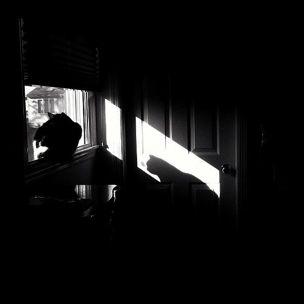 Cat Photograph - #cat #silhouette #shadow #window #bw by T C