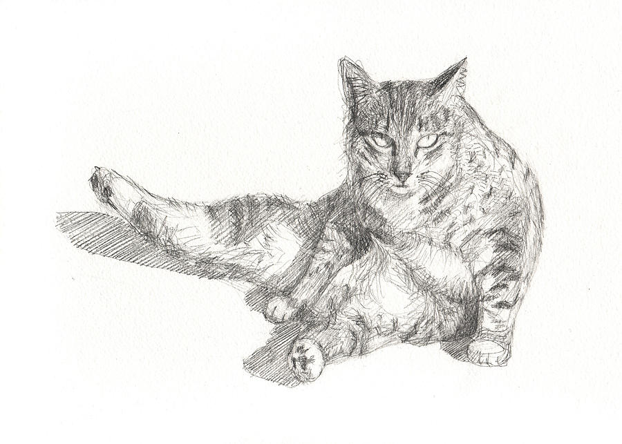 Cat Sitting Drawing by Kazumi Whitemoon