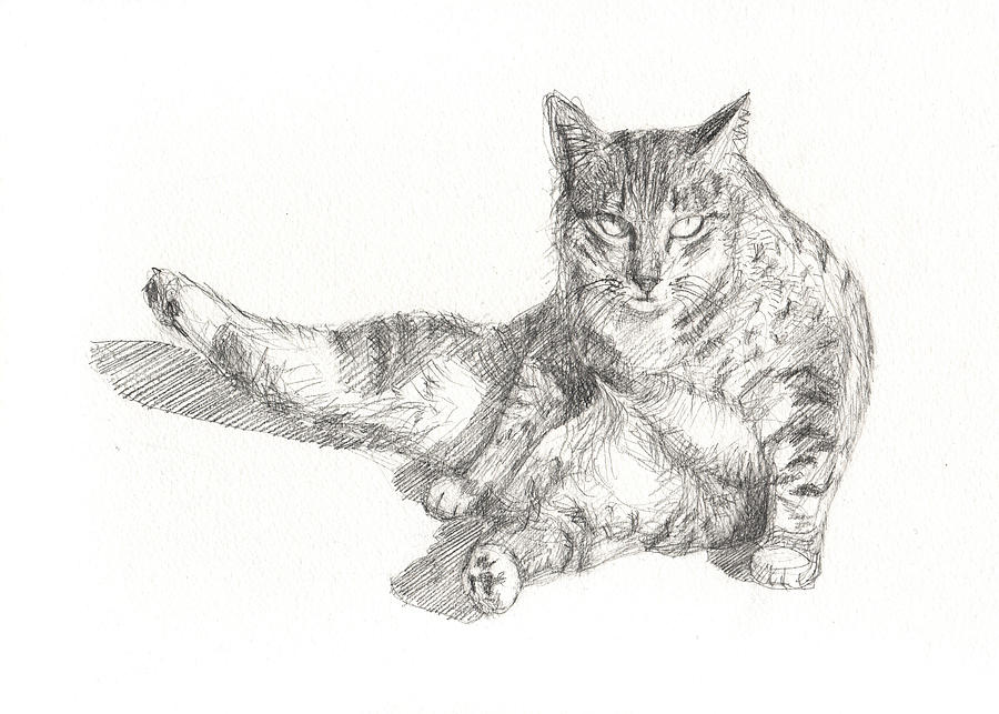 Cleaning Drawing - Cat Sitting by Kazumi Whitemoon