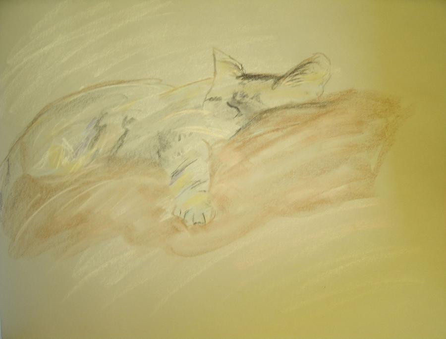 Cat sketch Pastel by Samantha Lusby