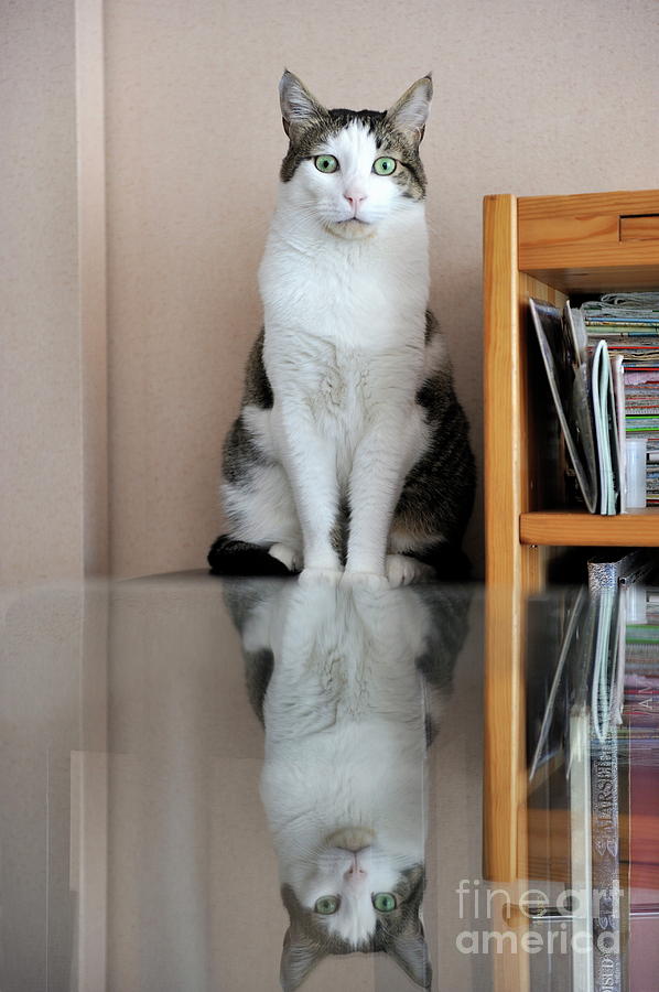 Individuality Photograph - Cat standing on chair by Sami Sarkis