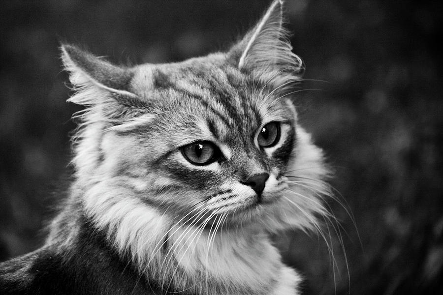 Cat Photograph by Svetlana Batalina - Fine Art America