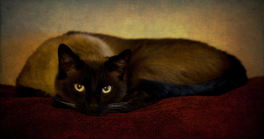 Cat Photograph by Tim Reaves