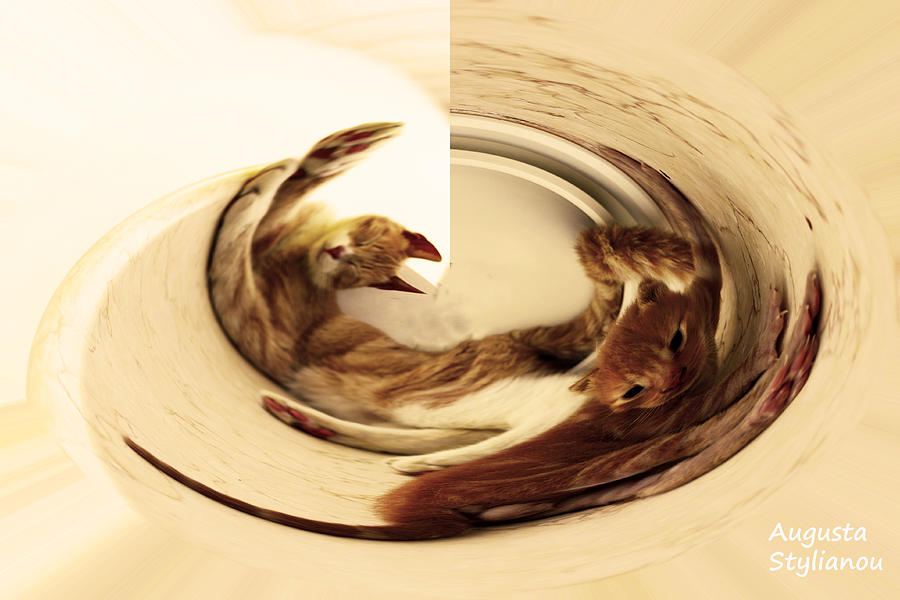 Animal Digital Art - Cat Whirling by Augusta Stylianou