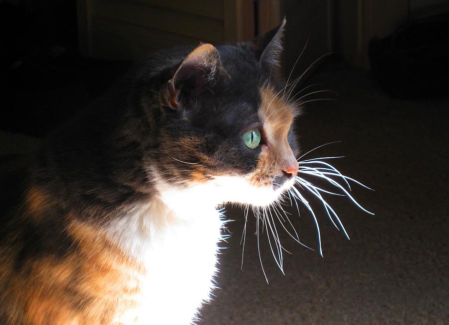 Cat Photograph - Cat Whiskers by Sue Halstenberg